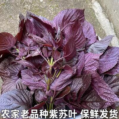 现摘紫苏叶紫全叶紫苏叶苏子叶