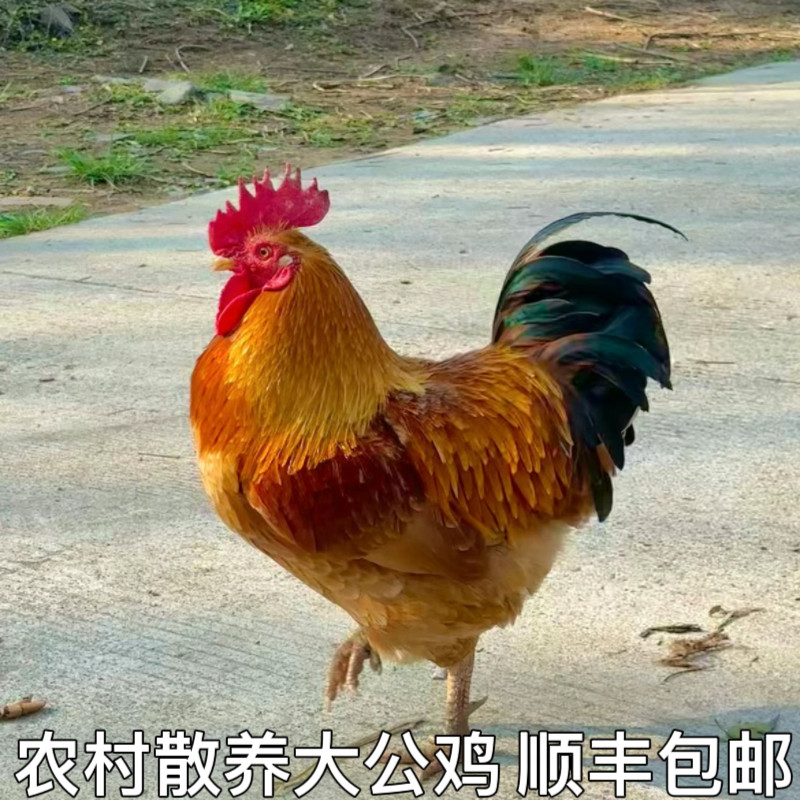 农村自养土鸡农家散养大红公鸡老公鸡笨鸡农村散养土鸡溜达鸡
