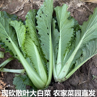 湖北农家蔬菜新鲜青麻叶散叶大白菜毛白菜散叶白菜不包心青菜叶菜