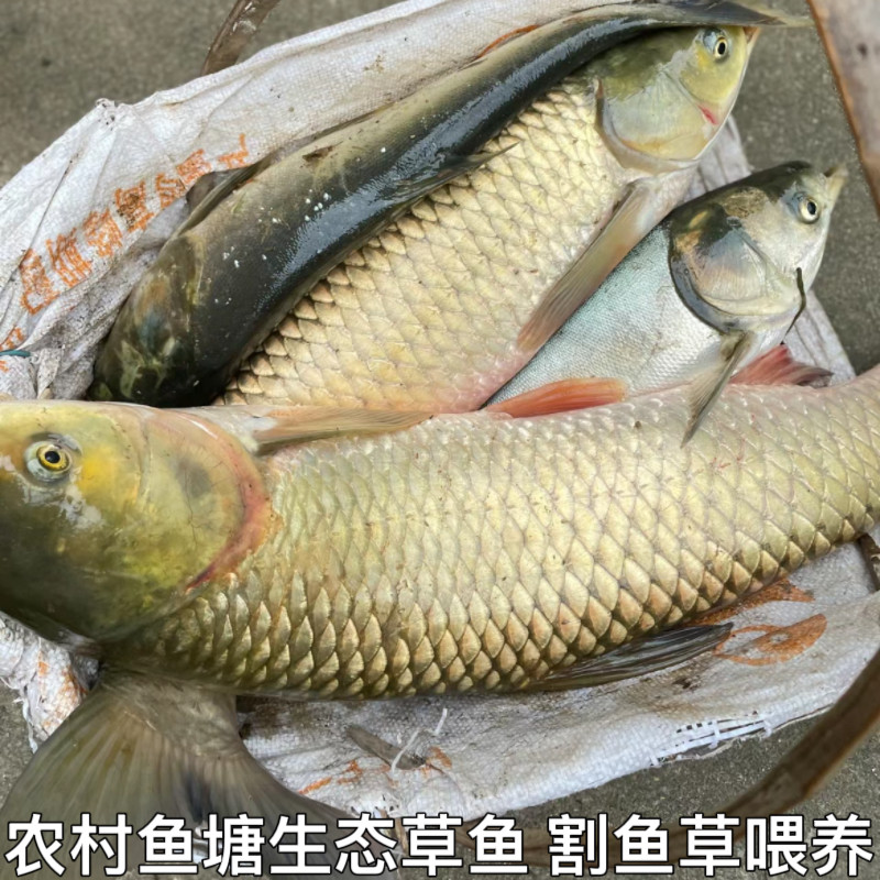农家自家鱼塘大草鱼割鱼草喂养