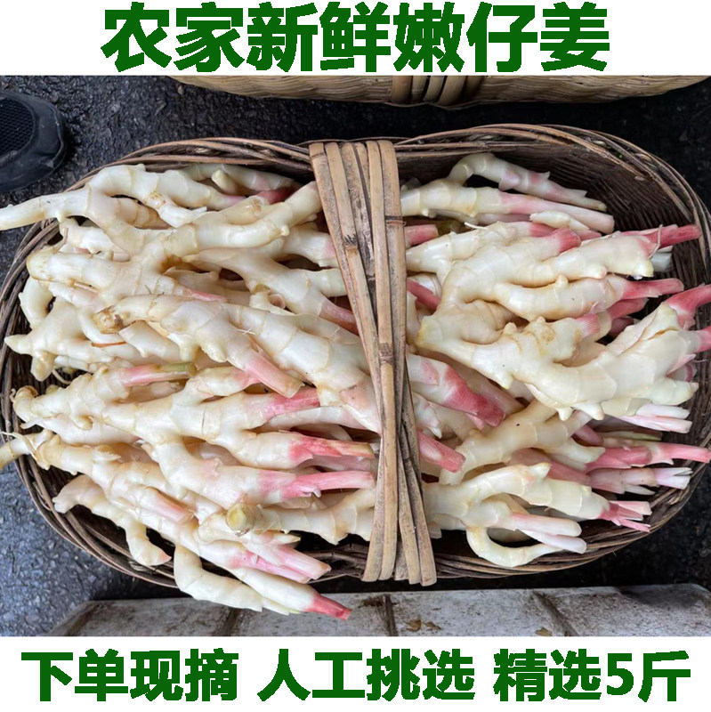 湖北农家新鲜细小仔姜嫩姜脆子姜芽新鲜现挖做泡菜醋泡产地发生姜