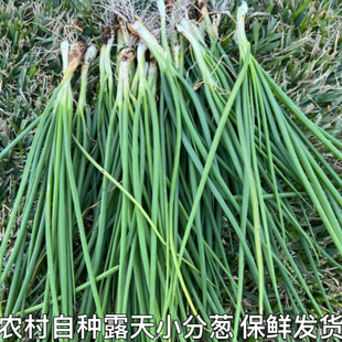 湖北新鲜小葱分葱带根农家自种现摘现发白露葱香葱农家菜小香葱