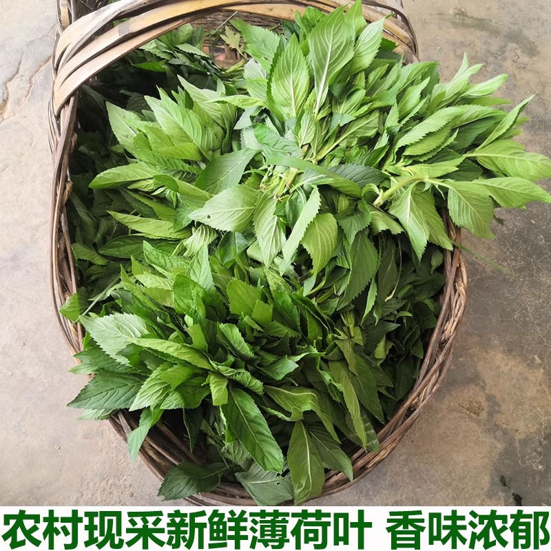 农村薄荷叶新鲜薄荷叶