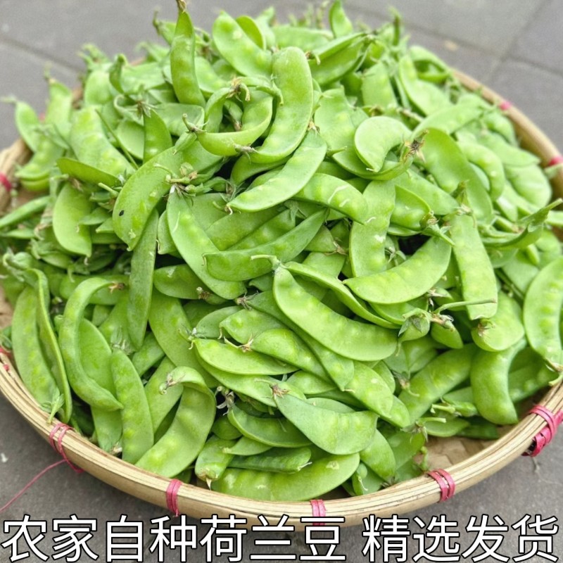 荷兰豆新鲜湖北鲜嫩荷兰豆 新鲜脆甜 适合清炒农家肥种植 新鲜蔬