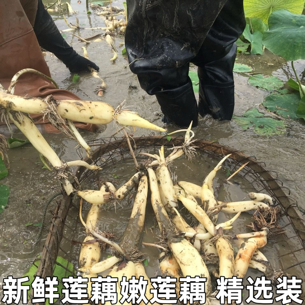 嫩莲藕嫩藕湖北洪湖莲藕尖带新鲜现挖凉拌嫩脆藕鲜莲藕新花藕新藕