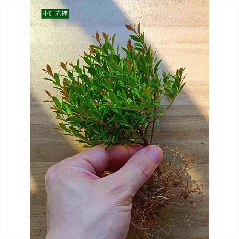 苔藓微景观DIY材料网纹草单颗植物鲜活绿植生态缸水陆缸造景蕨类