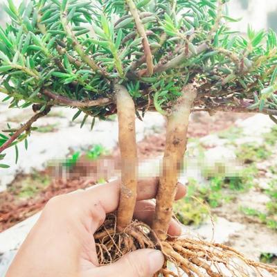 网红重瓣太阳花造型太阳花重瓣太阳花老桩太阳花苗重瓣大花大老桩