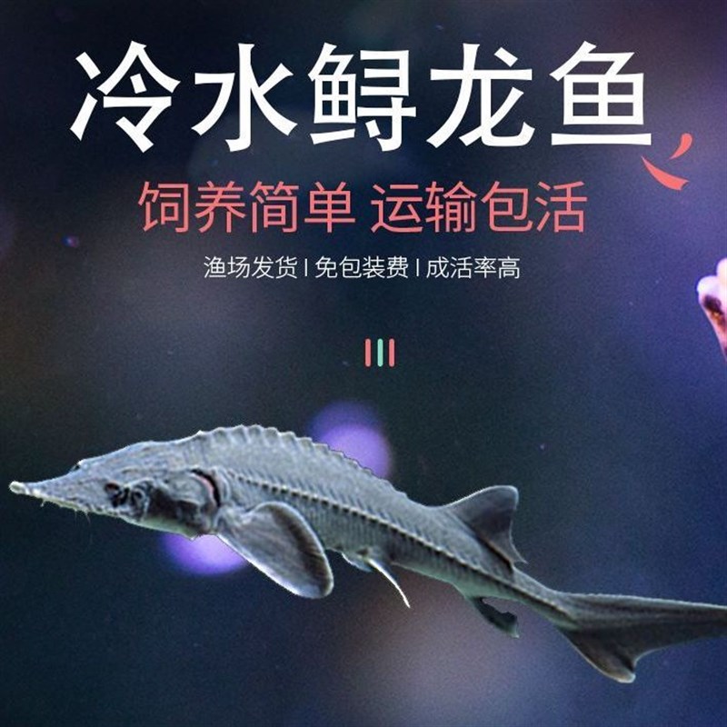速发鲟鱼华苗淡水养殖食用好养中鱼鱼夫清道缸冷水观赏鱼鲟龙鱼苗