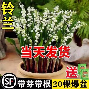 速发外兰花苗卉芽带根盆栽植物种球耐寒室内铃花带绿植四季开玲