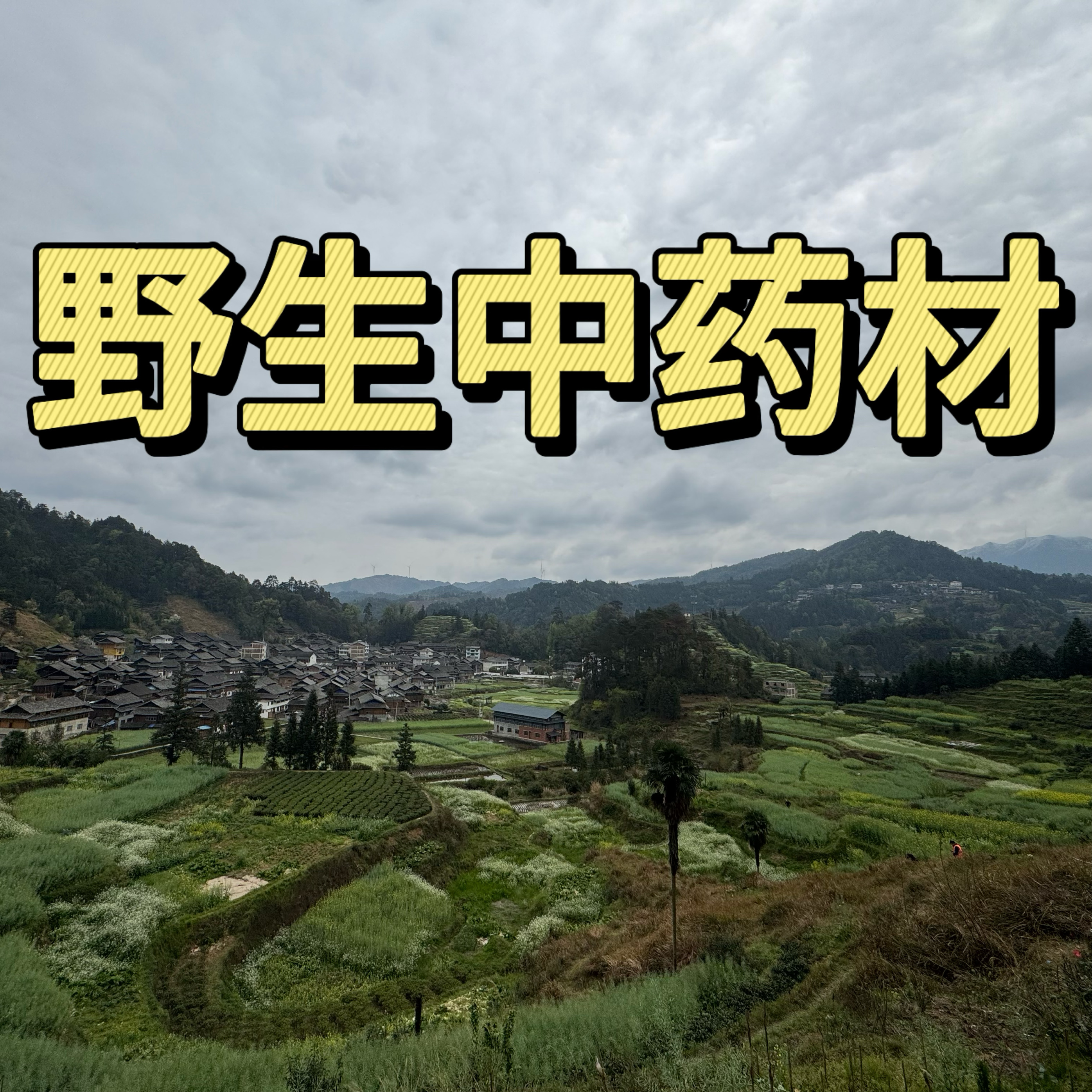 野生中药材大全，有库存能下单就等于有货，手选野生中的精品货