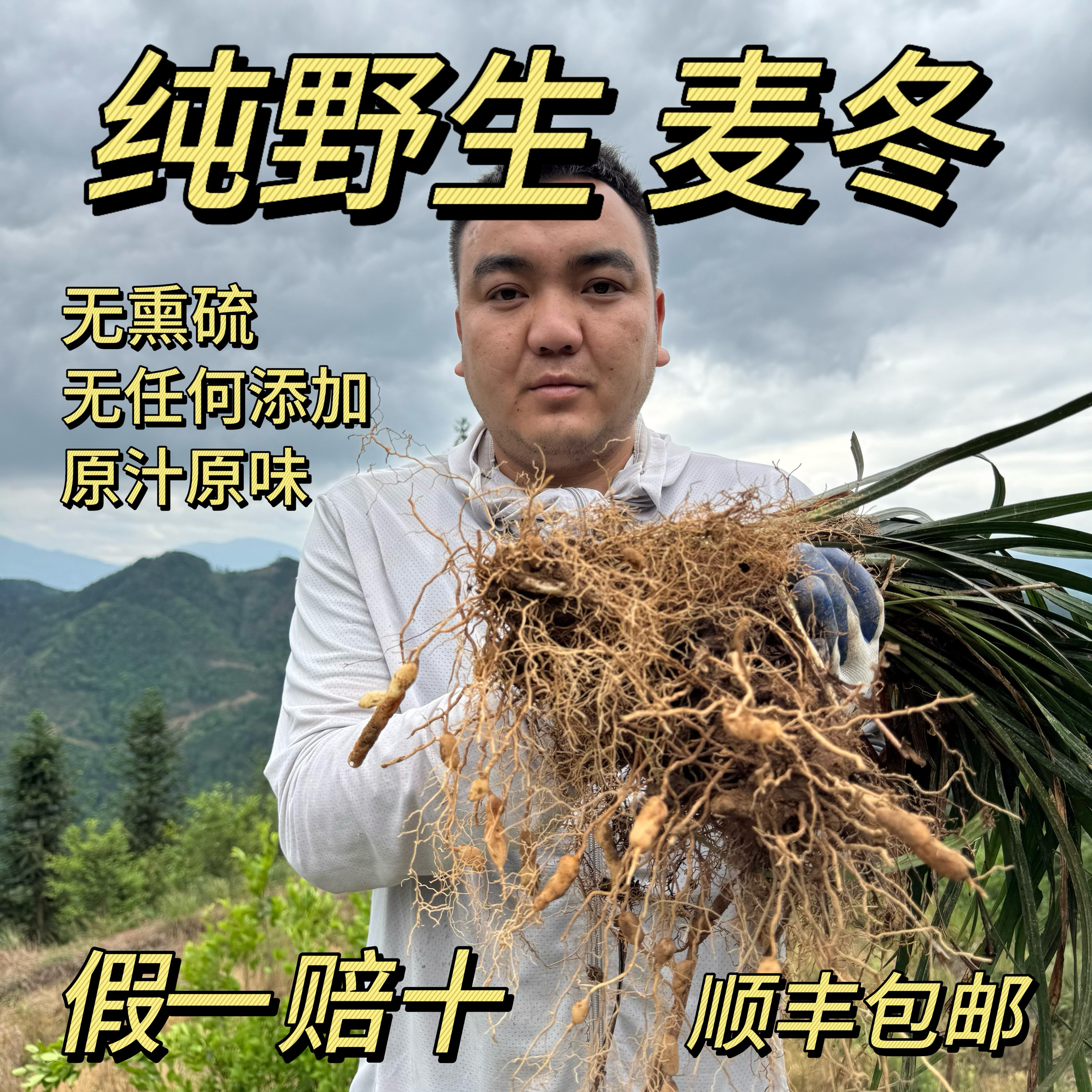 真正的野生麦冬纯野生麦门冬干货无熏硫原汁原味深山采挖假一赔十