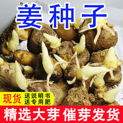 优质山东生姜种带芽大姜种已催芽老姜种黄姜种植姜芽高产除菌易活