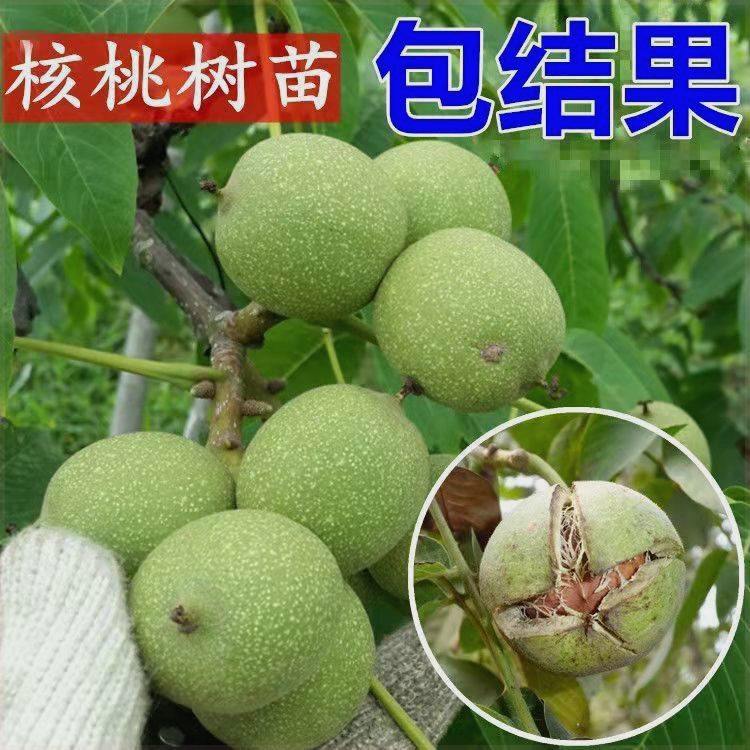 嫁接核桃树苗8518薄皮纸皮核桃碧根果南方北方种植耐寒青皮盆栽,鲜花速递/花卉仿真/绿植园艺,果树,淘宝优惠券,粉丝福利购,淘宝优惠卷
