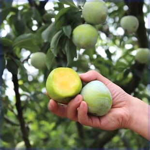 正宗特大果青奈李子树苗嫁接耐寒李子树苗南北方庭院种植当年结果