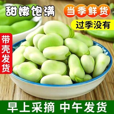 现摘新鲜蚕豆农家带壳生蚕豆罗汉豆兰花胡豆佛青豆荚蔬菜9斤包邮