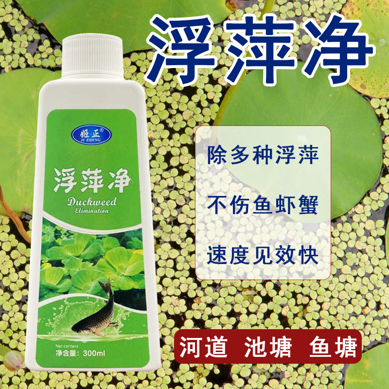 养殖不伤藕虾蟹圆心萍浮净化水质绿藻青苔水藻褐藻浮萍净