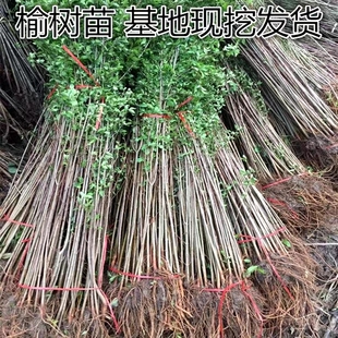 榆树苗榆树小苗白榆家榆榆钱树绿化苗别墅庭院绿化工程树苗易成活