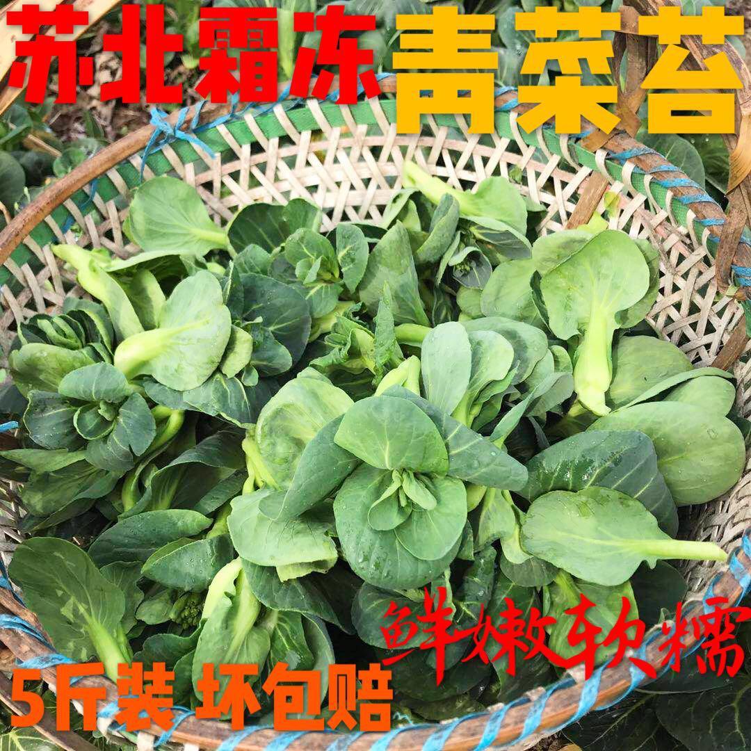 青菜苔农家自种苏州青霜冻菜台现摘发货顺丰包邮