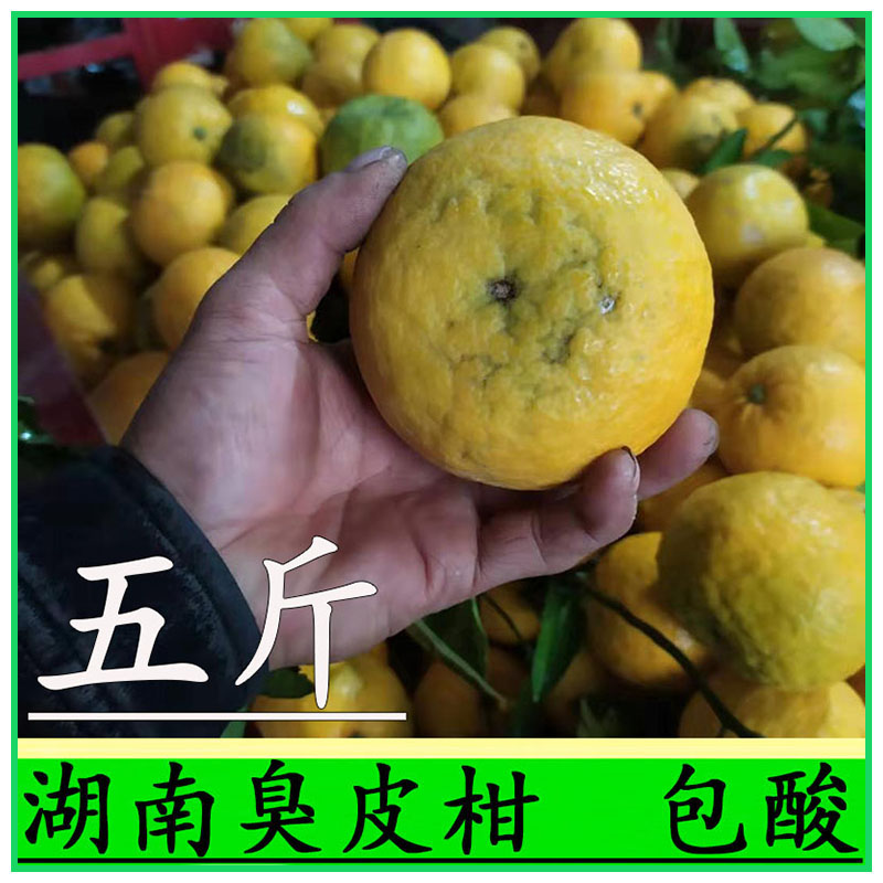 臭柑橘,柑橘(第3页)_大山谷图库