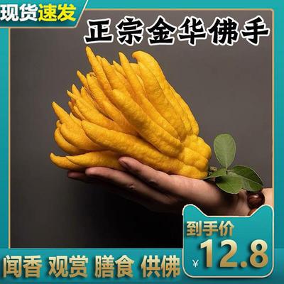 云南佛手现摘现发新鲜食用佛手果佛手柑佛手瓜香橼清供观赏小佛手