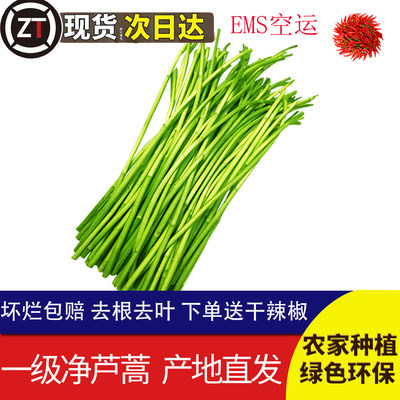 芦蒿 新鲜3斤去根去叶当季藜蒿农家菜蔬菜新鲜黎蒿野菜泥蒿篱蒿菜