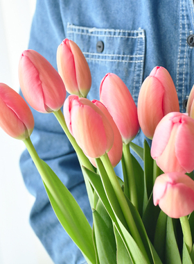 荷兰进口郁金香10枝鲜切玫瑰花水养鲜花基地直发新鲜真花包邮插花