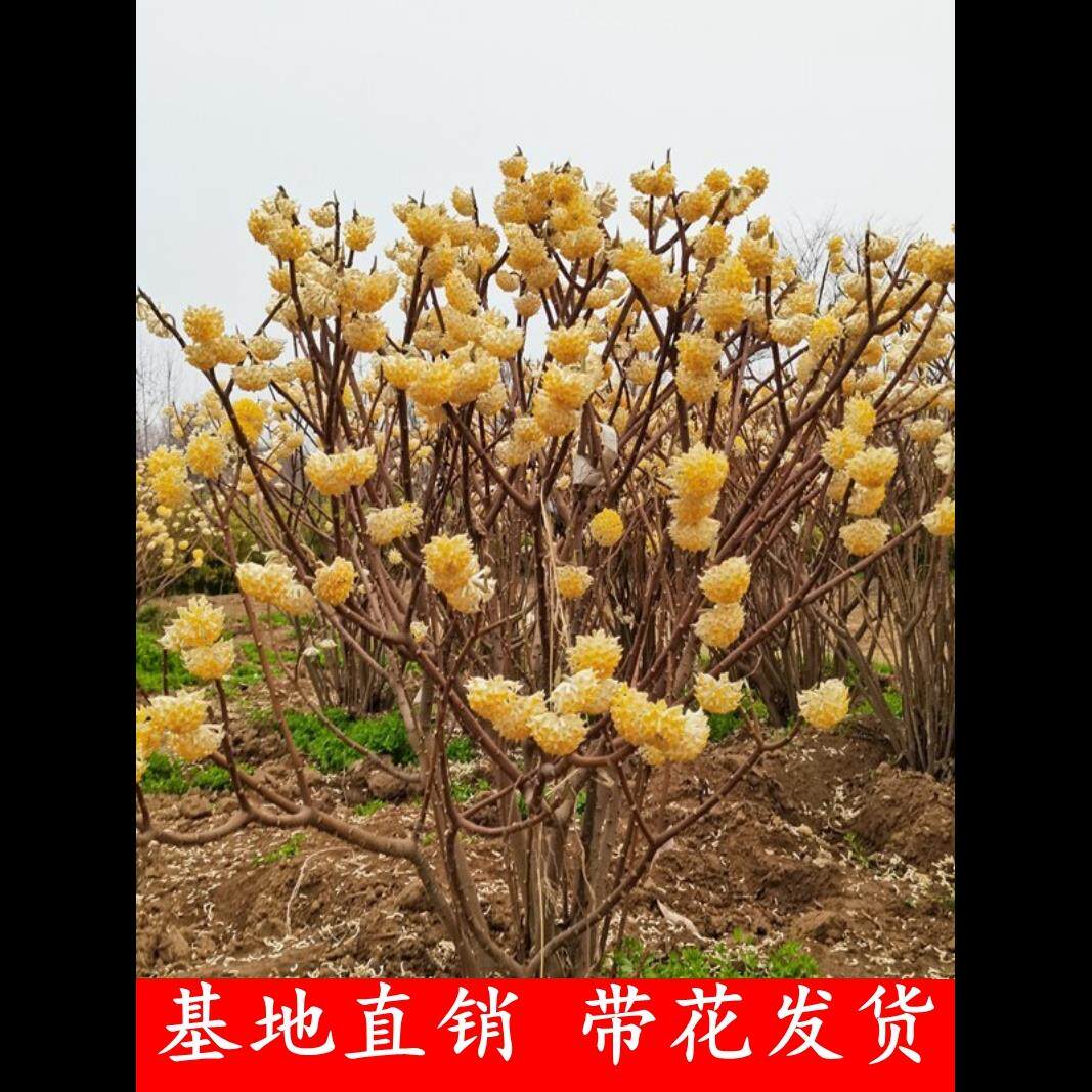 结香树苗丛生结香苗庭院园林绿化结香花苗木金腰袋打结花浓香植物