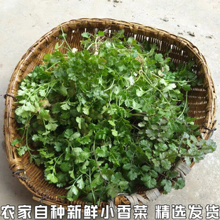 新鲜香菜 芫荽 乌苏 芫茜小种香菜 新鲜香菜香菜特香 配菜 3斤