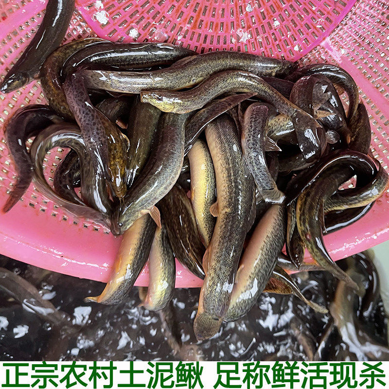 泥鳅农村泥鳅湖北宜昌