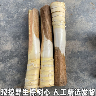 棕树尖棕榈芯棕树头棕榈心棕榈树树心现砍新鲜甜棕树心1个包邮