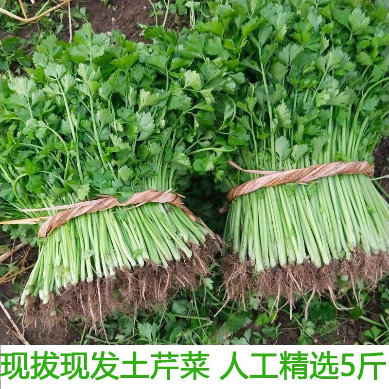 湖北农家菜现摘新鲜5斤西芹