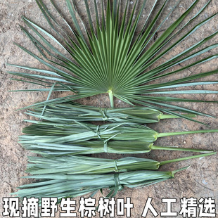 棕树叶新鲜棕榈树叶棕叶片包粽子棕编材料棕榈叶大叶包粽子绳包邮