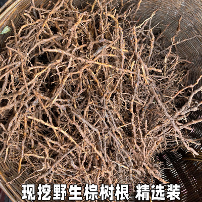 新鲜根棕榈树现挖野生马尾