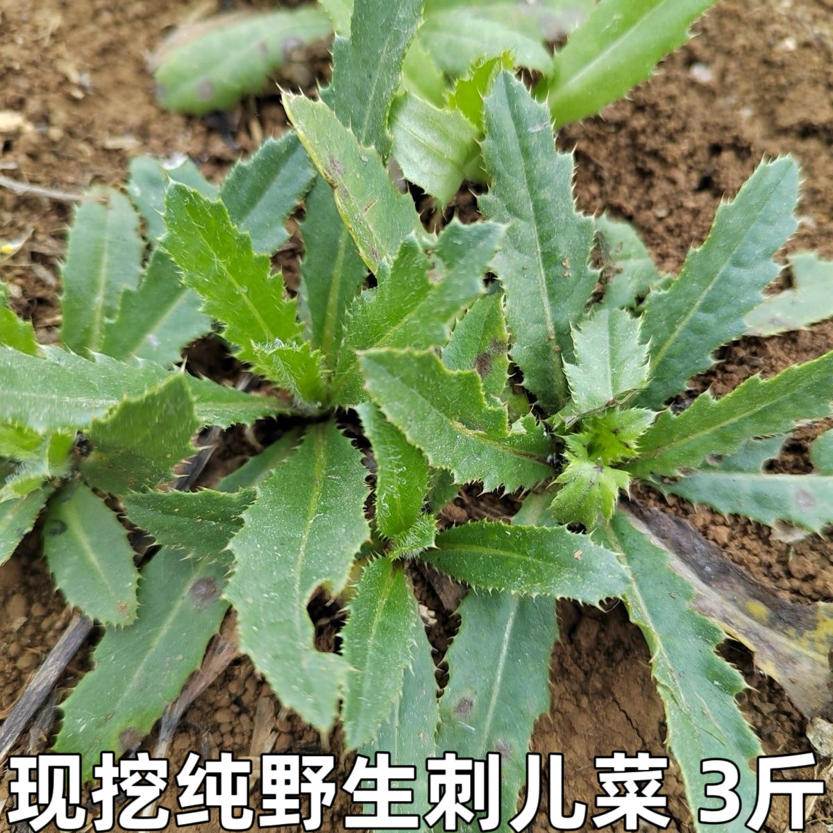 刺儿菜新鲜青青草刺狗牙七七菜野菜带刺菜带根带叶小蓟草中药材