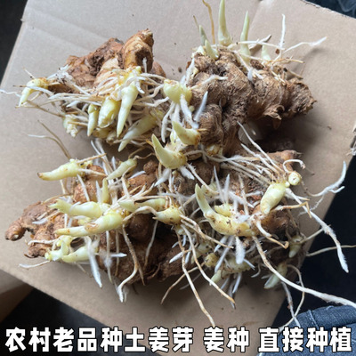 老姜姜芽姜苗月子姜催芽姜种籽