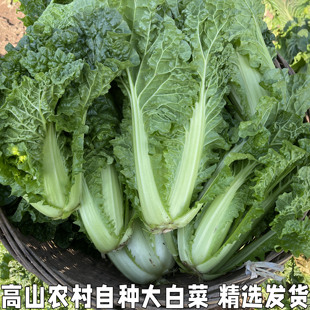 散叶白菜新鲜湖北本地青菜绿叶大白菜叶类菜软叶白菜新鲜软叶白菜
