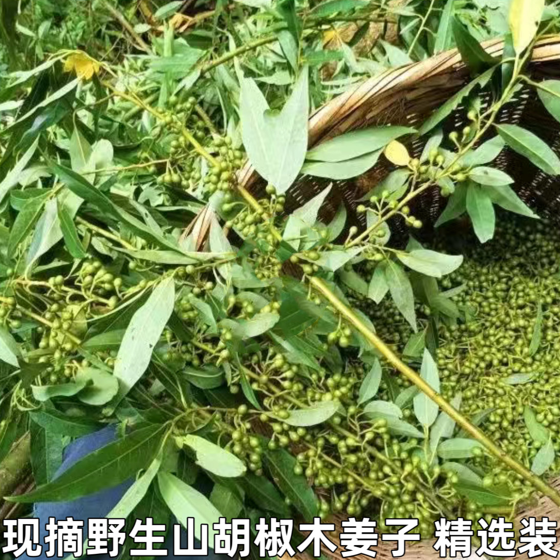 野生山胡椒新鲜木姜子现摘