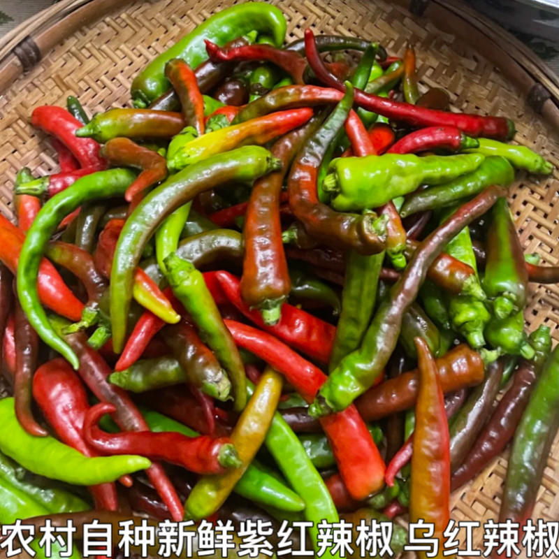 湖北农家自种露天土辣椒紫红辣椒鲜红辣椒乌红土辣椒做酱剁椒包邮