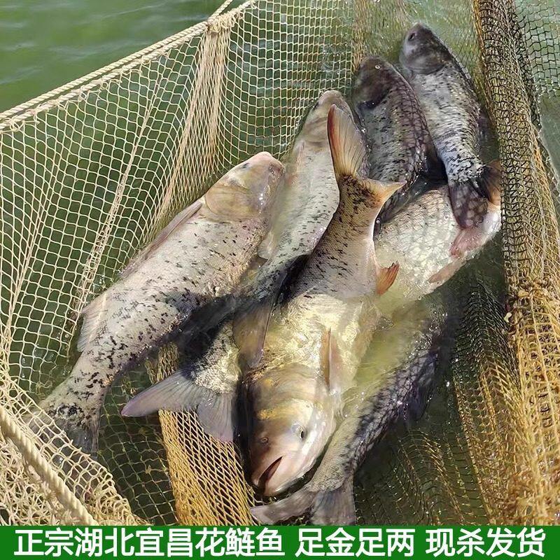 湖北宜昌大鱼头胖头鱼头花鲢鱼