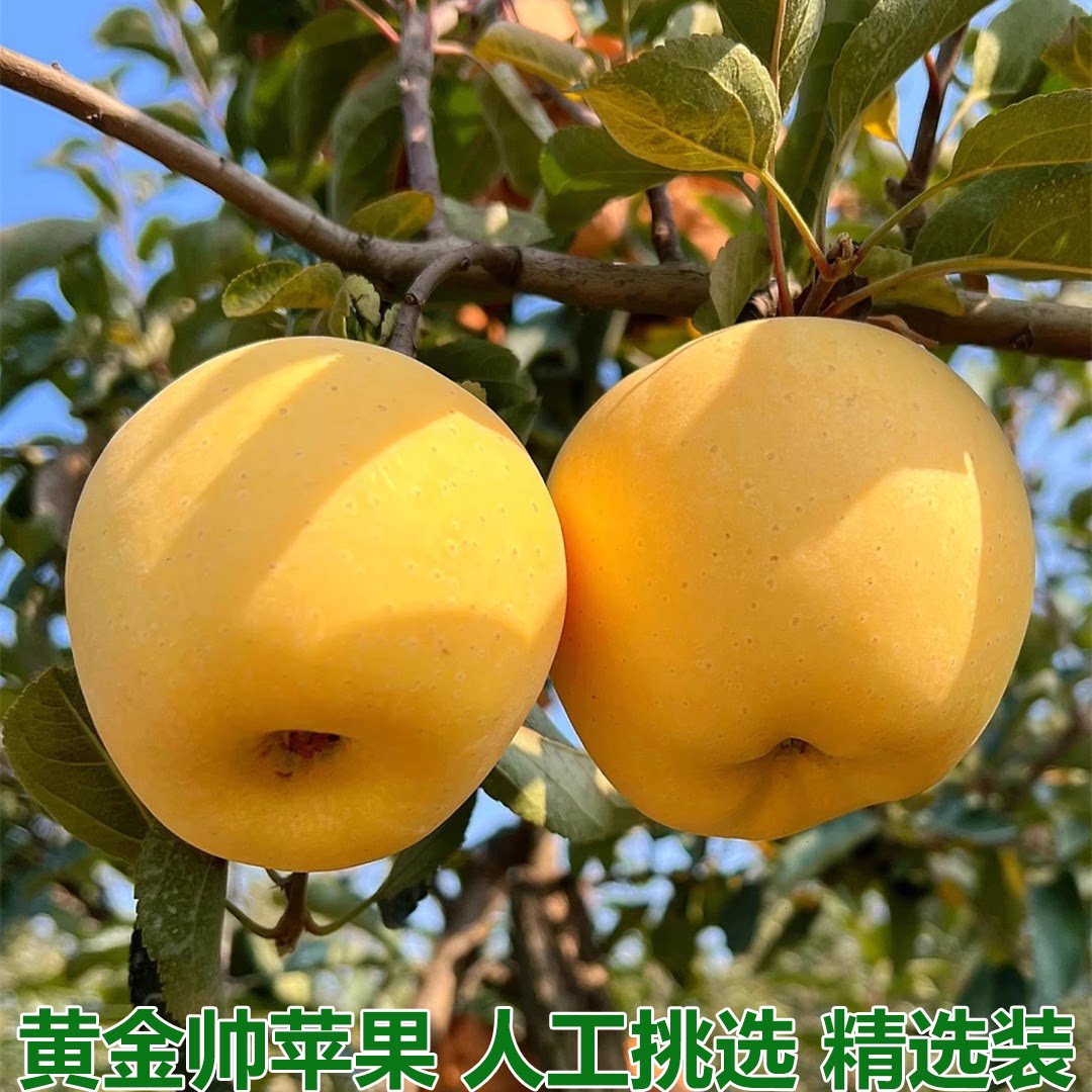黄金帅刮泥沙金黄色苹果黄元帅金帅新鲜水果黄香蕉甜面5斤9斤包邮