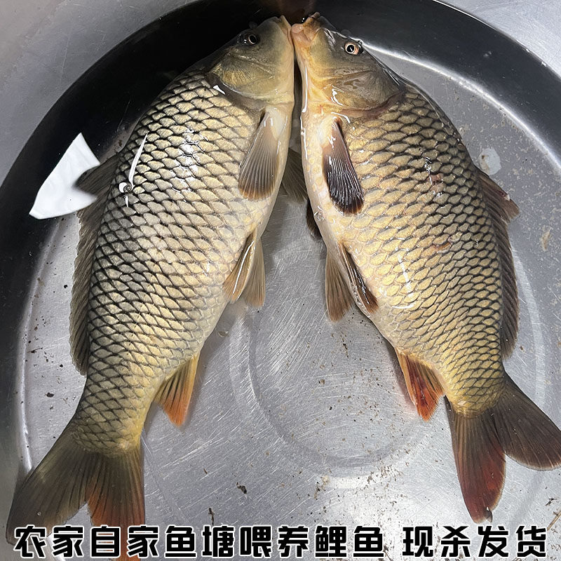 湖北淡水鱼鲤鱼四鼻鲤鱼