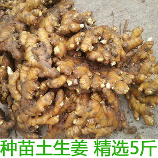 老姜种子苗姜芽姜苗种苗土生姜湖北生姜种已催芽生姜姜种小黄姜