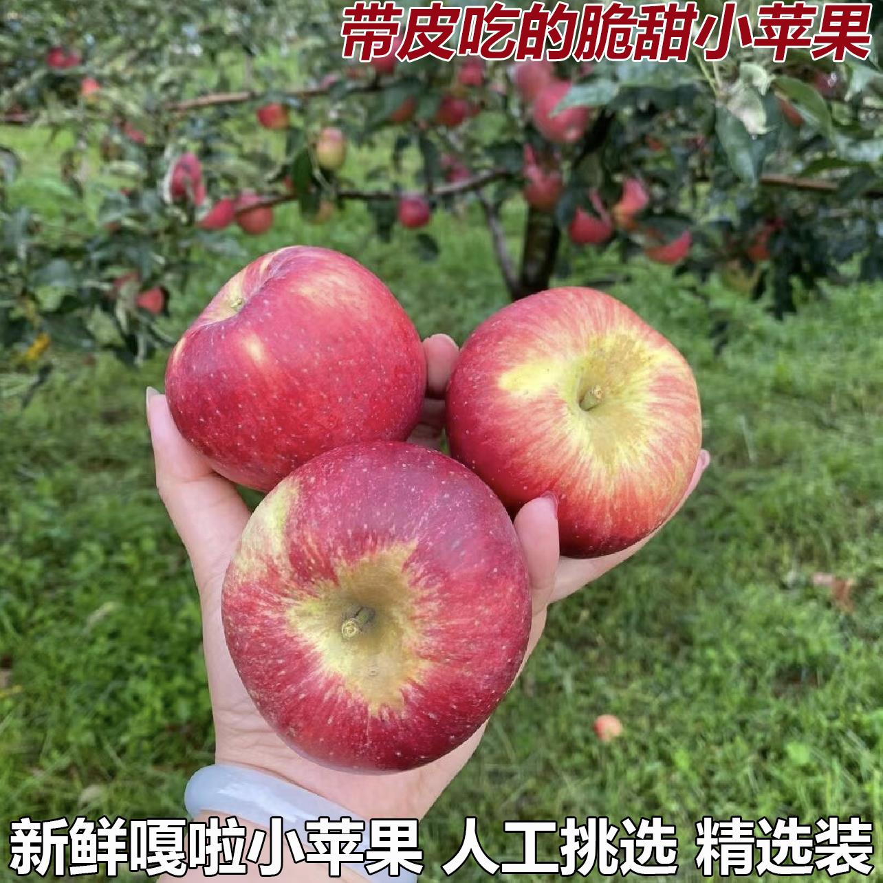 正宗嘎啦苹果新鲜当季水果整箱冰糖心小苹果脆甜当季水果