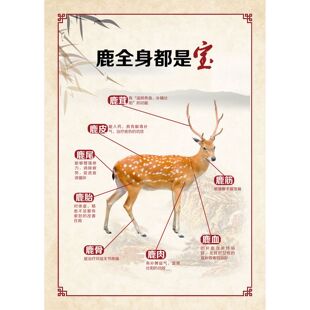 梅花鹿海报展板秋冬补食鹿鹿 独特与鹿膠歷史墙贴墙纸
