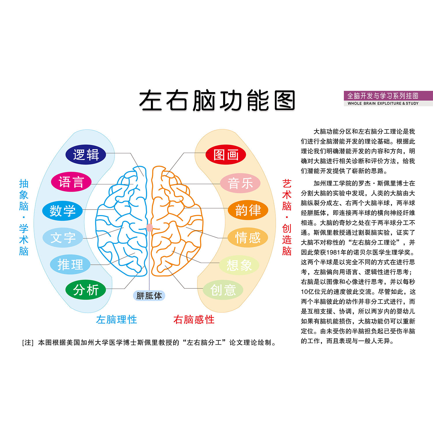 人体开发大脑左右脑部功能图宣传栏海报印制展板写真喷绘挂图墙贴