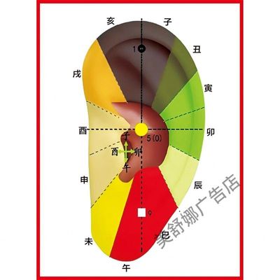 干支耳位健康疗法经络图挂图kt板海报耳朵穴位图耳科宣传画粘贴纸