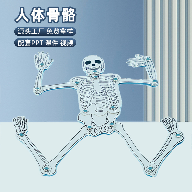 科技小制作幼儿童益智玩具科学实验自制人体骨骼架模型拼装材料