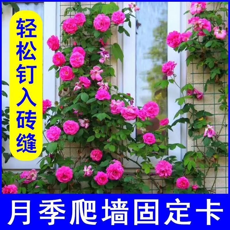 藤本月季蔷薇卡扣固定器