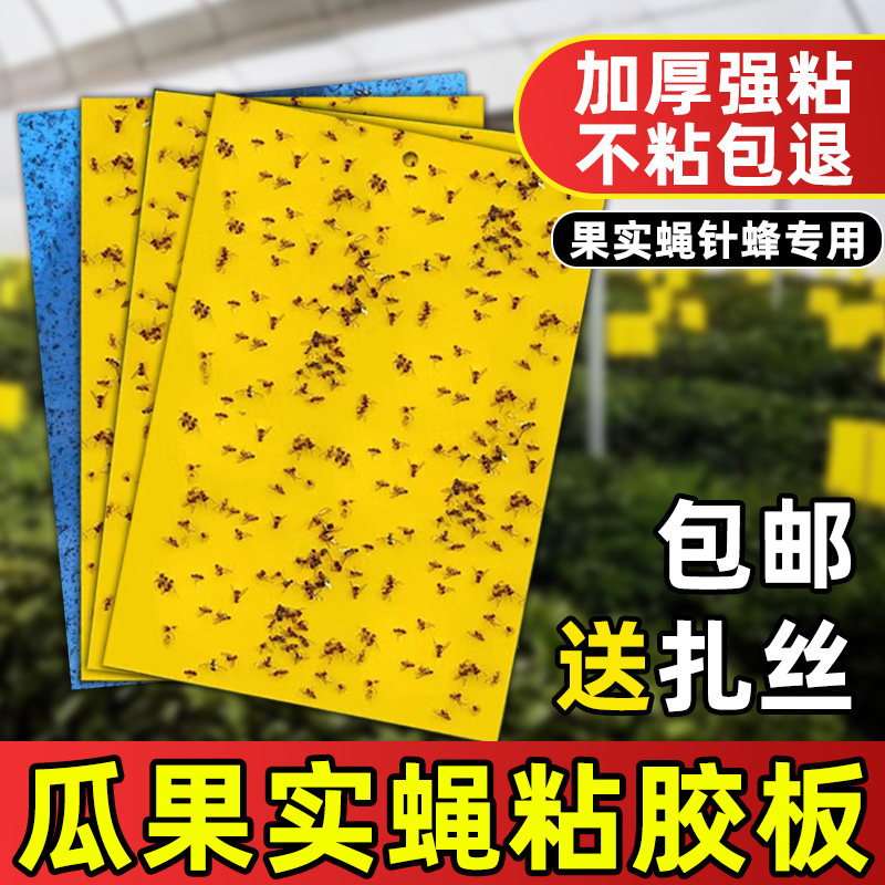瓜果实蝇粘胶板针蜂贴果蝇诱捕器果实蝇诱粘板黄板粘虫板引诱剂