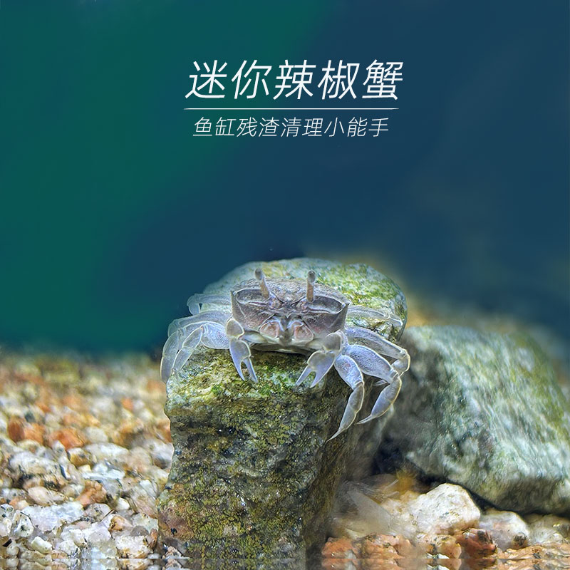 迷你辣椒蟹活体低氧好养耐活免换水鱼缸清洁残渣除藻淡水冷水宠物